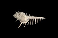 藏品(女巫骨螺)的圖片